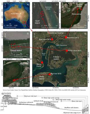 Processes Influencing Autocompaction Modulate Coastal Wetland Surface Elevation Adjustment With Sea-Level Rise